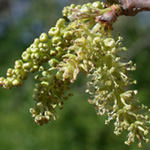 White Mulberry