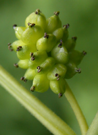 White Mulberry