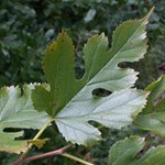 White Mulberry White Mulberry