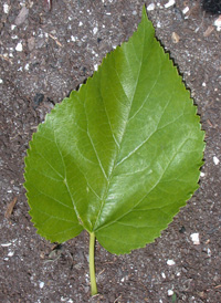 White Mulberry