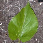 White Mulberry White Mulberry