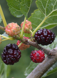 White Mulberry