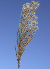 Chinese Silver-grass