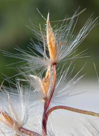 Chinese Silver-grass