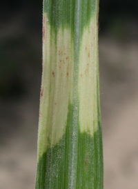 Chinese Silver-grass