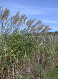 Chinese Silver-grass