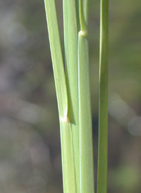 New Jersey Hair-grass