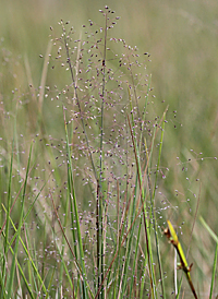 New Jersey Hair-grass