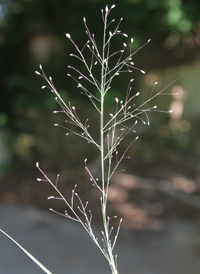 Bog Hair-grass