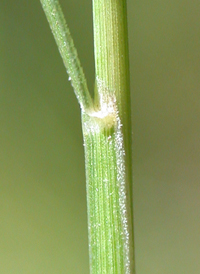 Bog Hair-grass