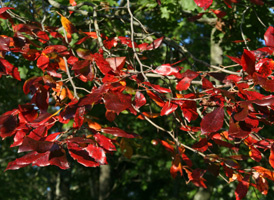 Blackgum