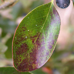 Blackgum Blackgum