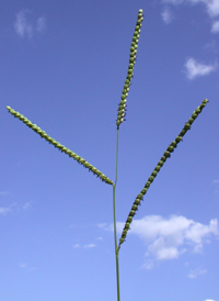 Florida Finger-grass