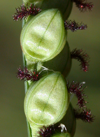 Florida Finger-grass