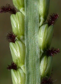 Florida Finger-grass