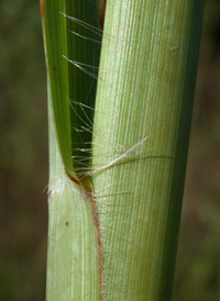 Florida Finger-grass