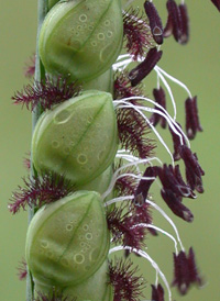 Field Finger-grass