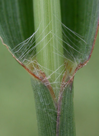 Field Finger-grass