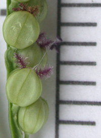 Slender Finger-grass