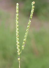 Slender Finger-grass