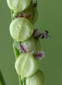 Slender Finger-grass