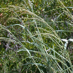 Bitter Panic-grass Bitter Panic-grass