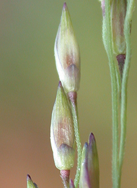 Spreading Panic-grass