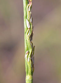Maidencane Panic-grass
