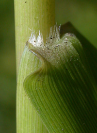 Maidencane Panic-grass