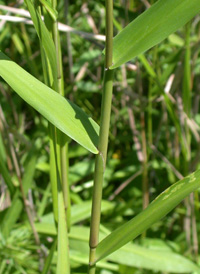 Maidencane Panic-grass