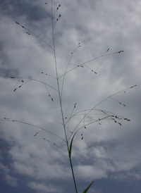 Warty Panic-grass