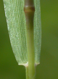 Warty Panic-grass