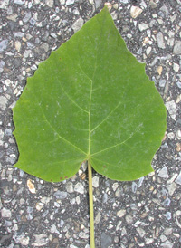 Foxglove-tree