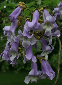 Foxglove-tree