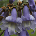 Foxglove-tree