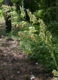 Reed Canary-grass