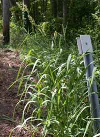 Reed Canary-grass