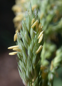 Reed Canary-grass