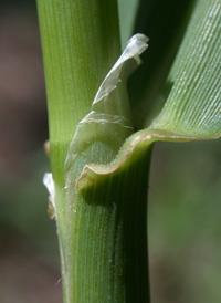 Reed Canary-grass