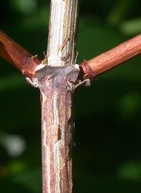 European Mock-orange