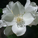 European Mock-orange European Mock-orange