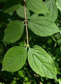 European Mock-orange