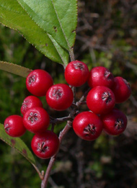 Red Chokeberry