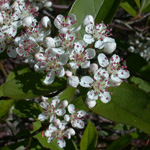 Red Chokeberry Red Chokeberry