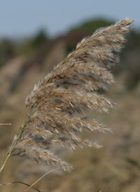 Common Reed