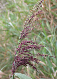 Common Reed