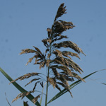 Common Reed Common Reed