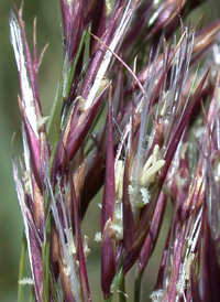 Common Reed