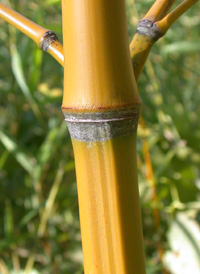 Golden Bamboo