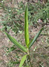 Golden Bamboo